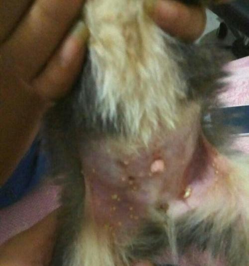 狗狗下巴长白色东西的原因及处理方法（了解狗狗下巴白色物质的意义，帮助宠物更健康）