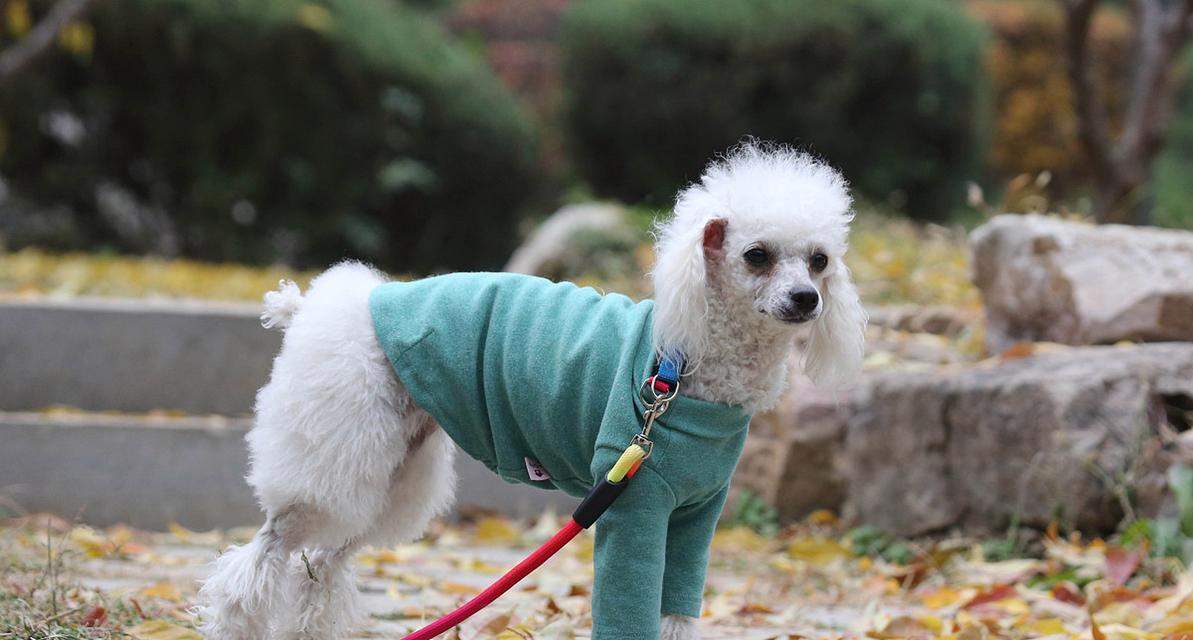 小狗鼻子的奇妙功能揭秘：嗅觉超能力与独特特征解析