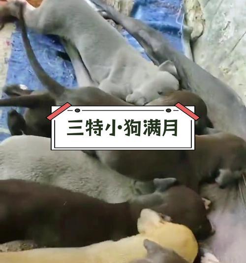 满月幼犬饮食指南：营养需求与喂养建议全解析