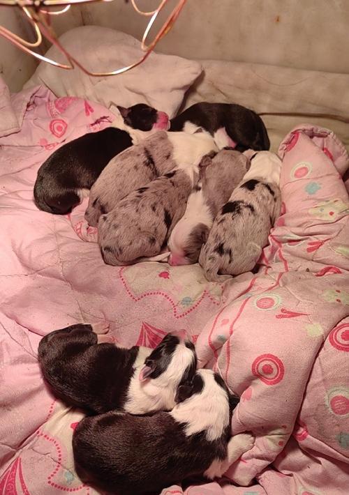 满月幼犬饮食指南：营养需求与喂养建议全解析