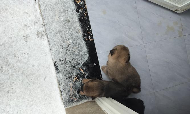 满月幼犬饮食指南：营养需求与喂养建议全解析