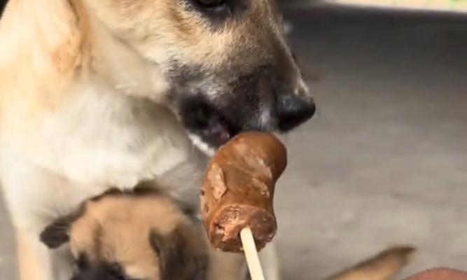 大狗的饮食需求（了解大狗的食物需求，为它提供最佳饮食）