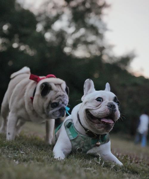 大狗饮食需求全解析：如何科学喂养满足营养健康