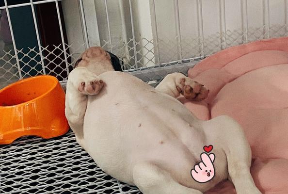 法斗睡觉注意事项全解析，营造舒适睡眠环境与习惯