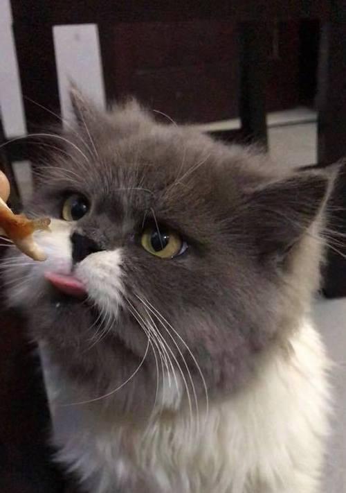 猫咪美味佳肴——自制食物让爱猫更健康（用心为爱猫亲自下厨，让它享受滋味人生）