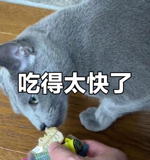 自制猫咪健康美食指南：亲手烹饪让爱猫更幸福