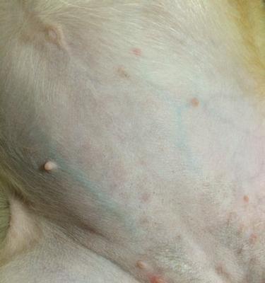 解决狗狗肚子下面长痘痘的方法及药物推荐（寻找有效的治疗方法和药物，改善狗狗肚子下面的痘痘问题）