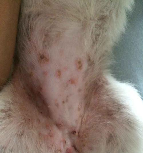 解决狗狗肚子下面长痘痘的方法及药物推荐（寻找有效的治疗方法和药物，改善狗狗肚子下面的痘痘问题）