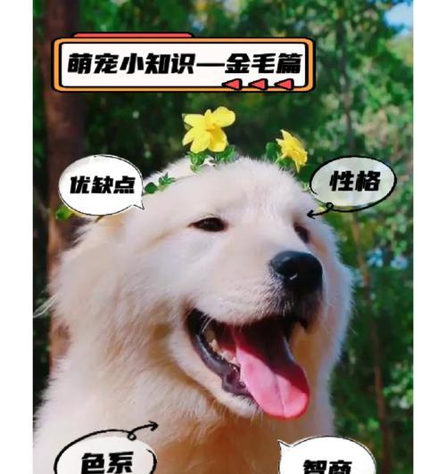 小金毛的奶粉选择（为你的小金毛选择最适合的奶粉）