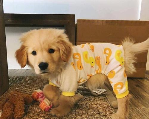 小金毛奶粉挑选全攻略，按成长阶段科学选择营养品