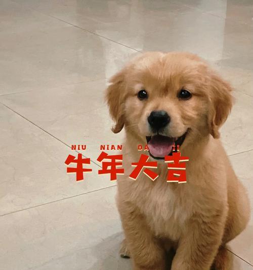 小金毛的奶粉选择（为你的小金毛选择最适合的奶粉）