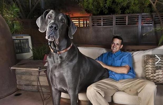 选择何时领养狗狗最佳？（为什么你应该选择在特定时期领养一只可爱的狗狗）