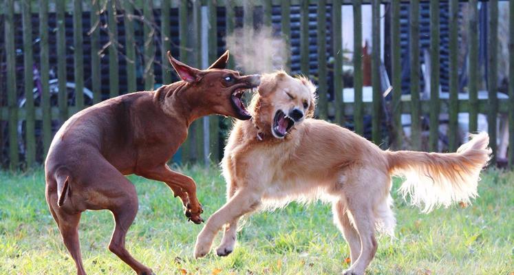 领养狗狗的理想时机解析，如何为爱宠选择最佳家庭融入期