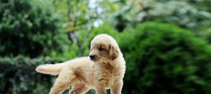 选择何时领养狗狗最佳？（为什么你应该选择在特定时期领养一只可爱的狗狗）