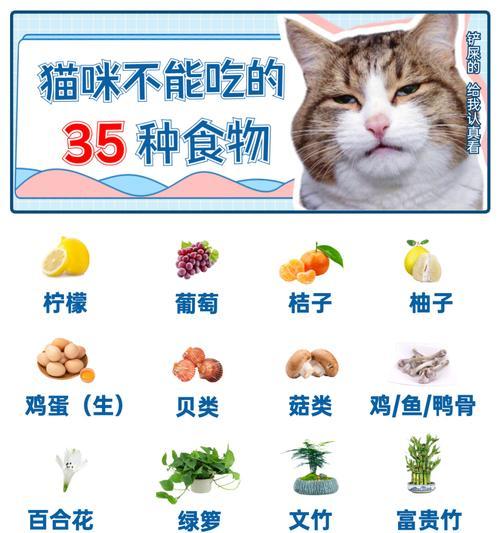 猫咪怀孕期间的饮食需知（哪些食物适合猫咪怀孕期间食用？）