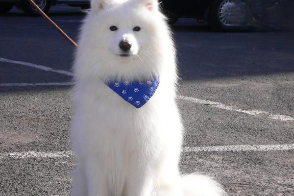 狗狗急性肠炎，猫咪急性肠炎