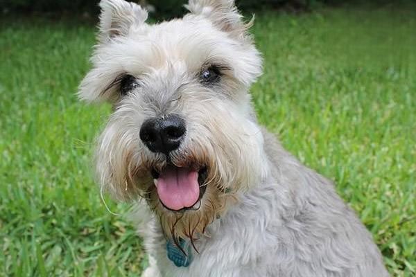 犬猫肠梗阻的临床症状识别与专业治疗方案详解