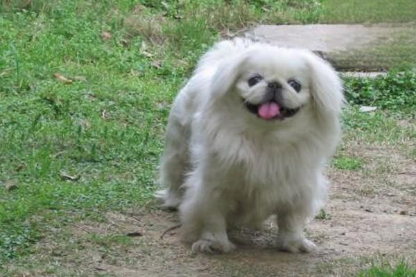 犬猫肛门囊炎症状识别与治疗方案详解，助宠物摆脱不适