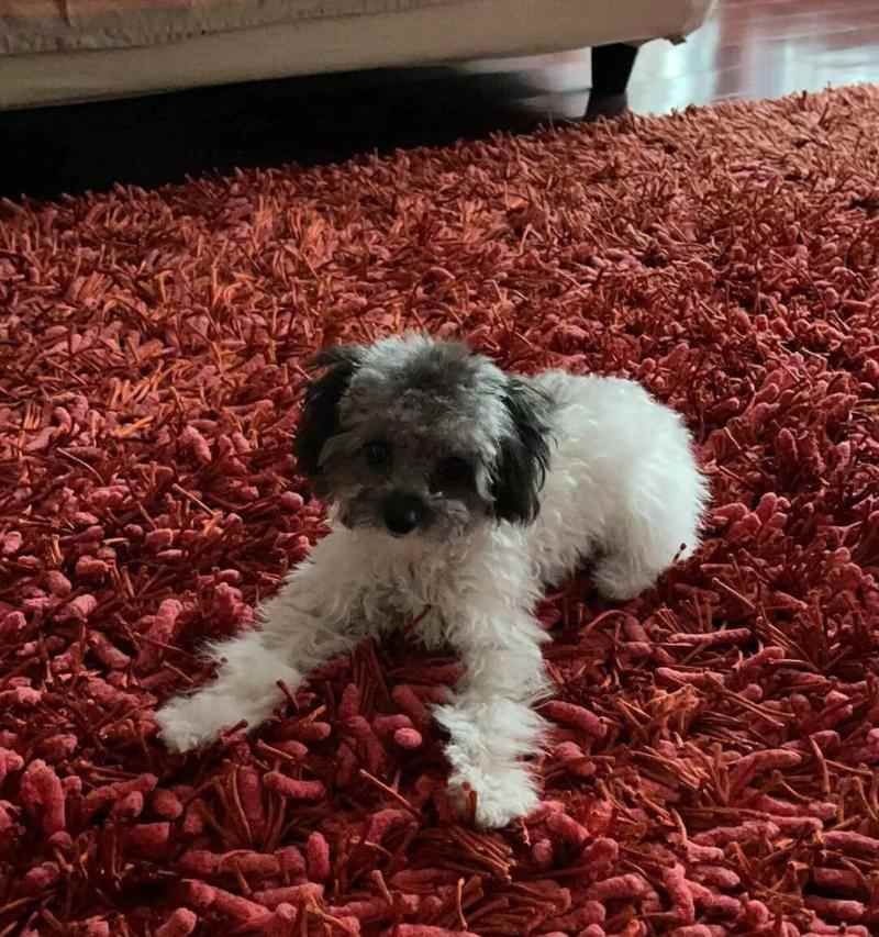 泰迪犬饮食禁忌清单：这些食物千万别喂，宠物健康指南