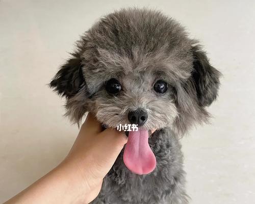 泰迪犬饮食禁忌清单：这些食物千万别喂，宠物健康指南