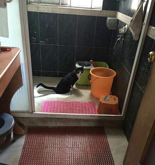 厕所公鸡和猫（良好卫生习惯和生活品质的体现——厕所公鸡与猫的代表意义）