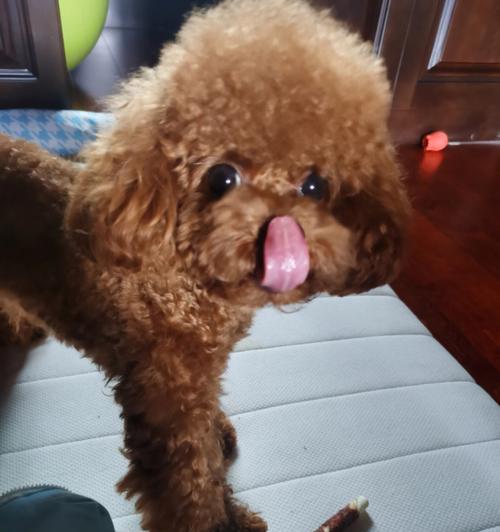 狗舌头颜色变化全解析：从正常粉色到健康警示