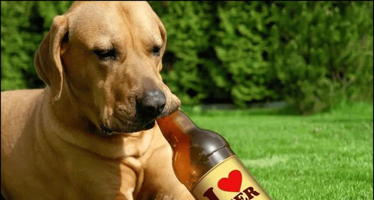 狗狗不能吃的肉有哪些？（了解狗狗的饮食禁忌，守护它们的健康）