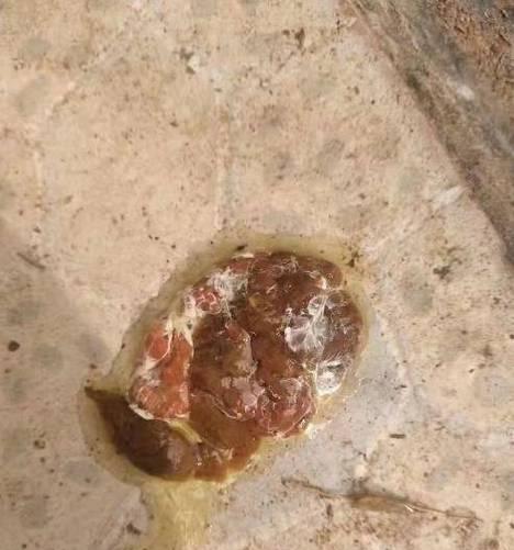 犬球虫感染症状及预防措施（探索犬球虫症状、危害及有效的预防方法）