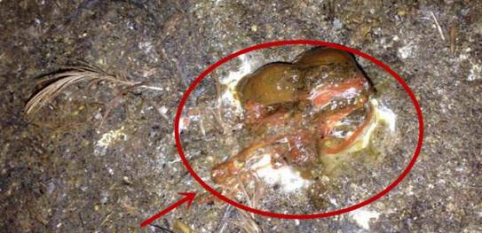 犬球虫感染症状及预防措施（探索犬球虫症状、危害及有效的预防方法）