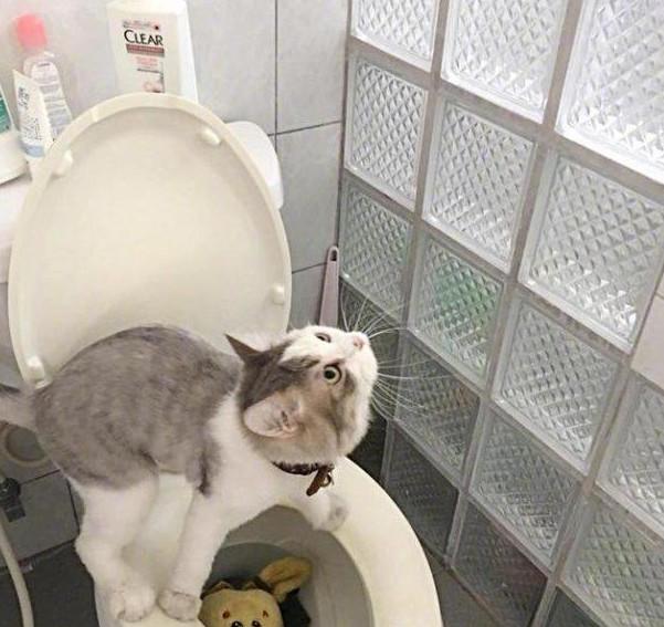 厕所公鸡与猫的象征意义：卫生习惯与生活品质的启示