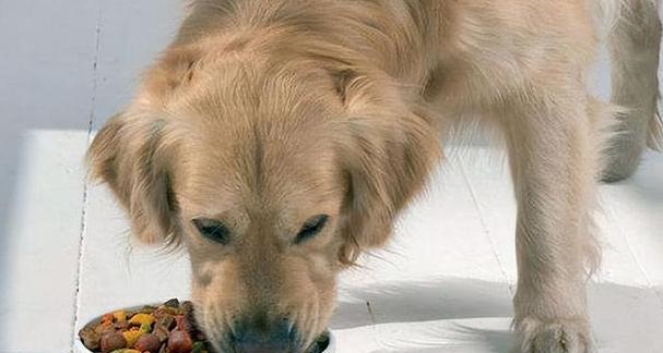 探索狗狗内心的恐惧（解密狗狗内心世界，我们所不知道的恐惧）