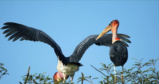 鸟类所最不喜欢的原因——人类活动的干扰（揭示鸟类遭受人类活动干扰的原因与影响）