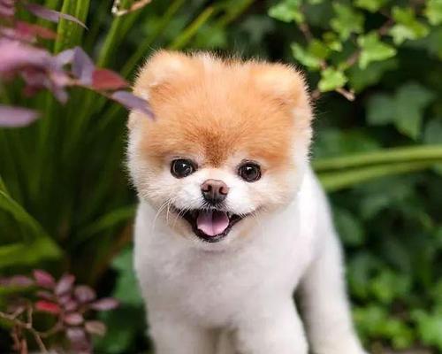 探索狗狗恐惧的根源与应对方法，解密狗狗内心世界