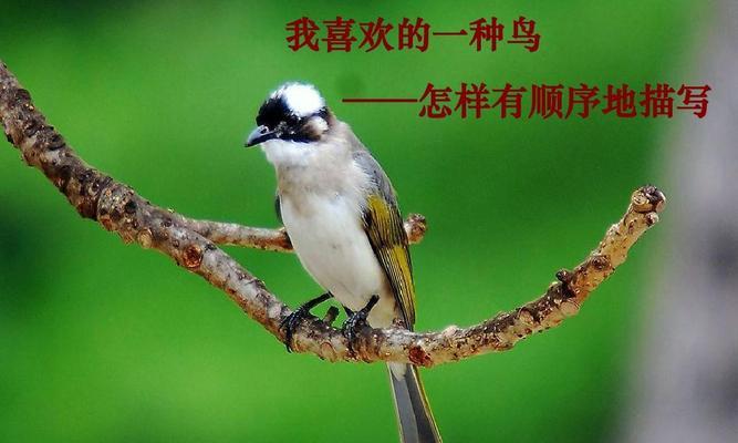 人类活动如何干扰鸟类生存？揭示鸟类最不喜欢的十三大原因