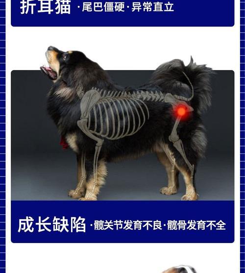 狗脚骨折的快速康复之道(以适宜的食物促进狗狗骨折的愈合) 狗脚骨折的快速康复之道(以适宜的食物促进狗狗骨折的愈合)
