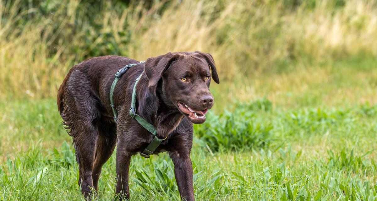 40天拉布拉多的饮食指南（科学搭配食物，让您的拉布拉多健康成长）