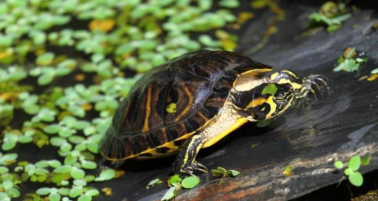 乌龟的食谱（探索乌龟的饮食习惯和食物喜好）