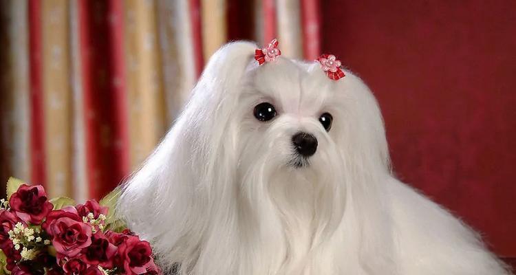 斯品种狗的特点与适应环境解析，揭秘其多场景出色表现力