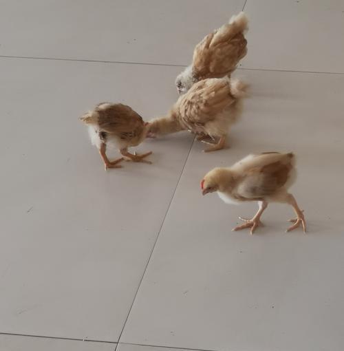 宠物狗养殖的饲养要点（科学饲养让宠物狗健康快乐）