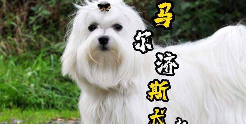 斯品种狗的特点和适应环境（探索斯品种狗的魅力，解读它们在各种环境中的表现力）