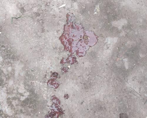 狗狗吐血原因分析与紧急应对指南，守护宠物健康