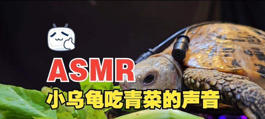 乌龟吃什么？全面解析乌龟的饮食习惯与营养食谱