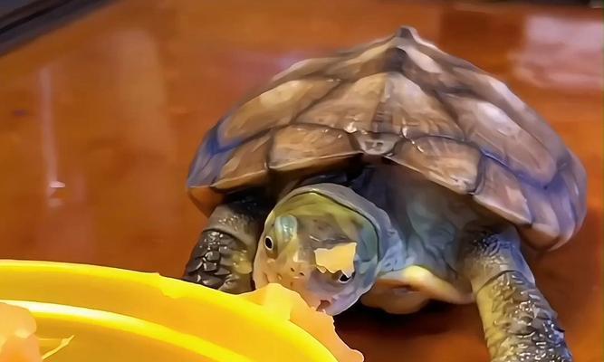 乌龟的食谱（探索乌龟的饮食习惯和食物喜好）