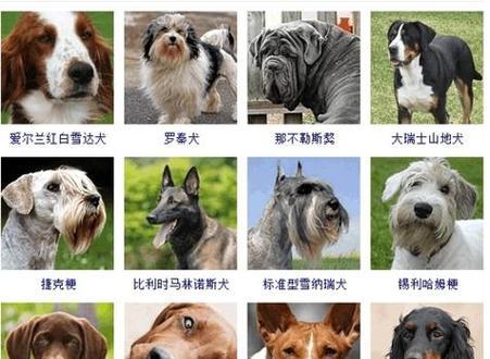 宠物狗科学饲养要点全解析，让爱犬健康快乐成长