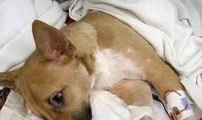 狗出现血尿时应该如何处理（了解血尿的原因和治疗方法，保护宠物健康）