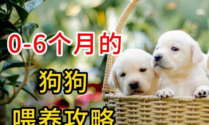 宠物狗养殖的饲养要点（科学饲养让宠物狗健康快乐）