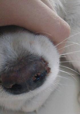 狗狗吐血的原因及应对措施（了解狗狗吐血的常见原因，保护你的宠物健康）