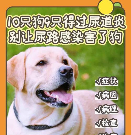 狗尿带血怎么办？了解血尿原因与治疗方法，守护爱犬健康