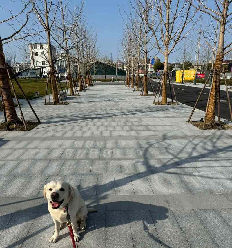 拉布拉多幼犬科学饮食指南，助力爱宠健康成长