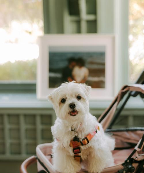 斯品种狗的特点和适应环境（探索斯品种狗的魅力，解读它们在各种环境中的表现力）